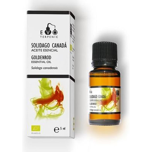 Terpenic Aceite Esencial Solidago De Canadá Bio 5 Ml De Aceite Esencial